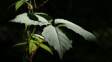 Güneş tarafından aydınlatılan yeşil yapraklar yakın plan üzerinde.