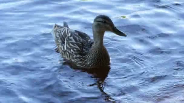 Anka Gräsänder Närbild Flyter Floden — Stockvideo