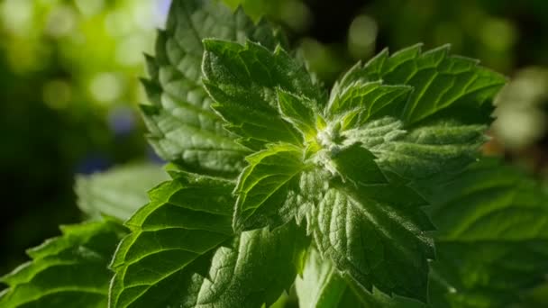 Groene Bladeren Brandnetel Zijn Bedekt Met Villi Close — Stockvideo