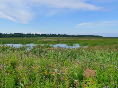 Çiçek açan çayırlar, çimenler ve bir göl manzarası.