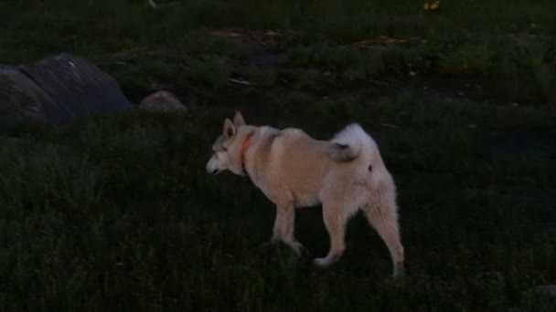 Hunting Dog Searches Traces Smell Tracking Shot — Stock Video