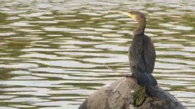 Büyük karabatak denizin arka planında bir taşın üzerinde oturur.