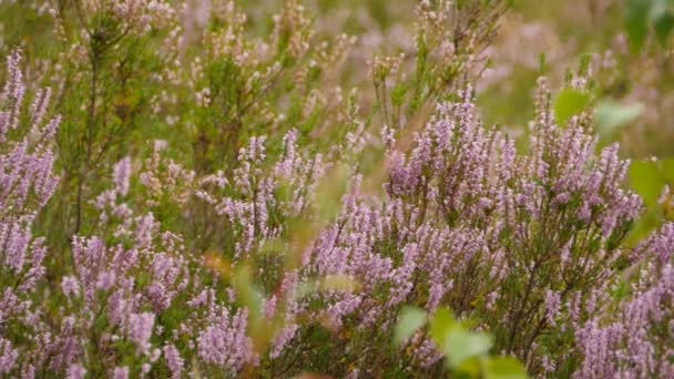 Pink Blooming Heather Flowers Close Sequence — Stock Video