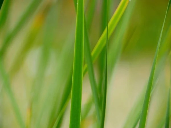 Green Grass Leaves Abstract Background Purity Concept — Stock Photo, Image