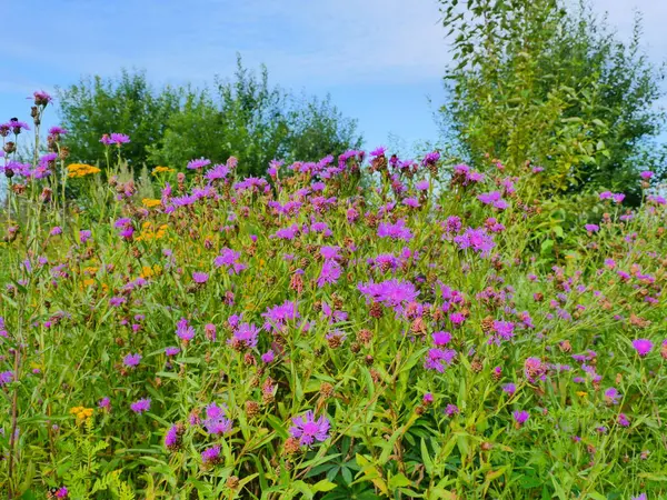 Leuchtende Blüten Von Wildkräutern Üppige Vegetation Von Wiesen — Stockfoto