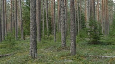 Çam ormanlarının manzarası