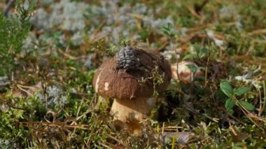 Yeşil yosun içinde beyaz mantar boletus, hareket halinde yakın plan kamera.