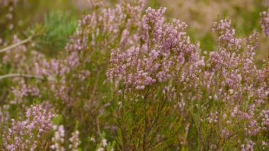 Heather çiçekleri yakın plan, çiçek açan bir bozkır manzarası.
