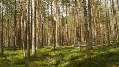Orman, çam ormanı manzarası