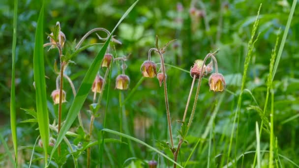 Wildflower Geum Rivale Närbild Medicinalväxt Som Används Inom Folkmedicinen — Stockvideo