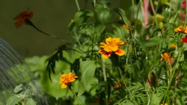 Zalévání Květin Zahradě Létě Konve Zavlažování Detailní Záběr — Stock video