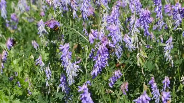 Hardwerkende Gestreepte Hommels Verzamelen Nectar Weidebloemen — Stockvideo