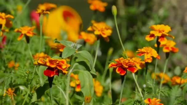 Backyard Yellow Marigolds Garden Foreground — Stock Video