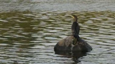 Büyük, gururlu karabatak kuş, deniz dalgalarının arka planına karşı bir taşın üzerine tünemiş.