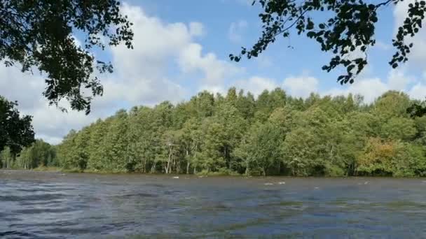 Высокий Прилив Высокая Вода Пейзаж Затопленным Лесом — стоковое видео