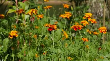 Sarı çiçekler kadife çiçekleri yakın plan, düşük açı