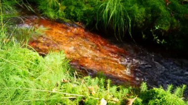 Saf soğuk su ormanı deresi, döngü