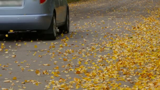 Otoño Coche Está Conduciendo Camino Cubierto Hojas Caídas — Vídeos de Stock