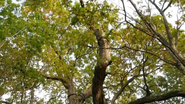 从上到下的巨大的老橡树景观 — 图库视频影像