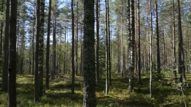 Змішаний Ліс Сонячний Літній День Панорама — стокове відео