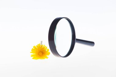 Karahindiba çiçek ve üzerinde beyaz izole bir büyüteç