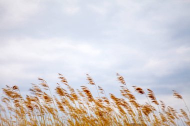 Sonbahar kuru ot. Bulutlu gün arka plan