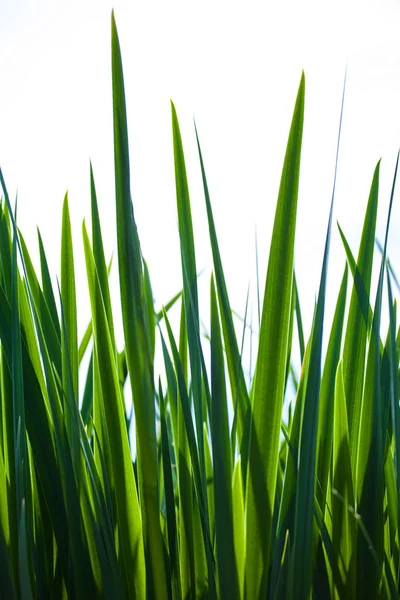 izole beyaz zemin üzerine yeşil çimen