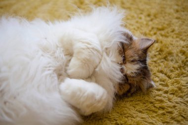 Saray 'da oturan Pers beyaz kedi