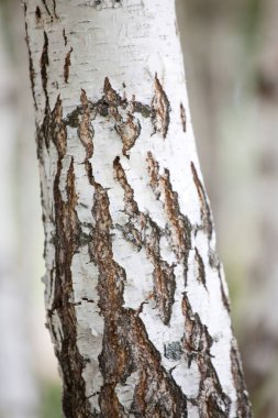 Bir huş ağacı ve huş ağacı şeklinde vahşi yaşam.