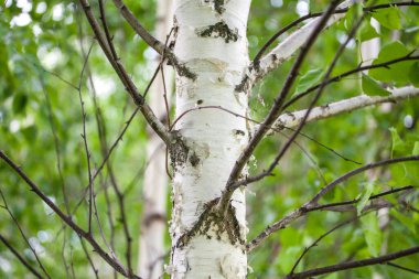 Bir huş ağacı ve huş ağacı şeklinde vahşi yaşam.