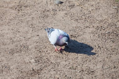 Vahşi kuşlar yaz havuzunda yüzerler.