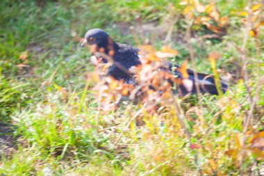 Doğa arka planına sahip otların üzerinde güzel küçük bir kuş