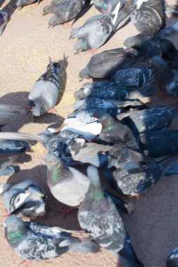 Birçok güvercin asfaltta üşür. Kırmızı pençeli gri güvercinler