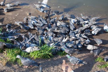 Sokakta, asfaltta aç bir güvercin sürüsü farklı yemek ve ekmek parçaları yiyor.