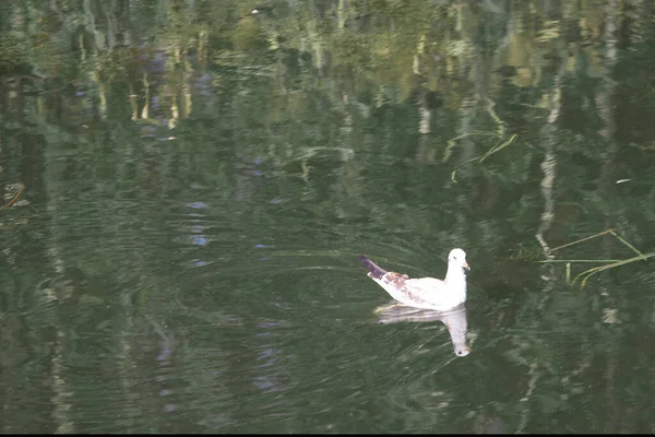 Wild Birds Swim Summer Pond — Stock Photo, Image