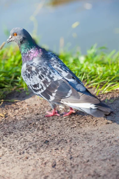Vahşi kuşlar yaz havuzunda yüzerler.