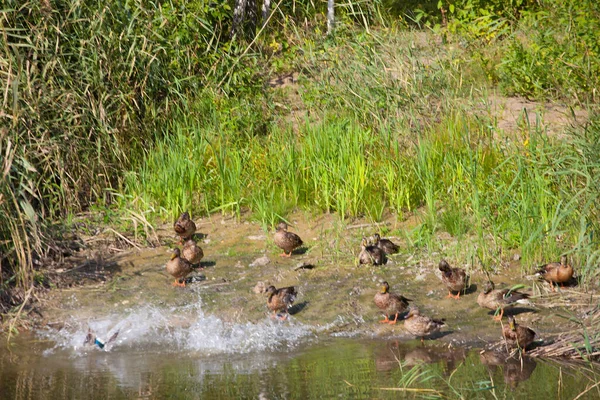 Wild Birds Swim Summer Pond — Stock Photo, Image