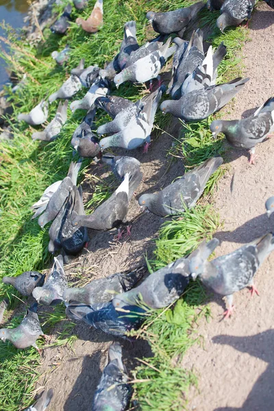 Sokakta, asfaltta aç bir güvercin sürüsü farklı yemek ve ekmek parçaları yiyor.
