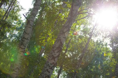 Gün ışığında beyaz, pürüzsüz ağaç gövdeleri 