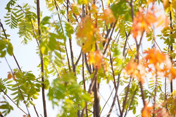 Sonbaharın ilk günlerinde şehir parkı