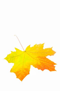 Sonbahar akçaağaç yaprağı, bu bitkinin düz bir yapısı.