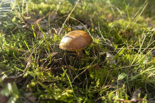 Brown mushroom in the woods. Fungus in the middle of trees and grass in forest. Sun shining.