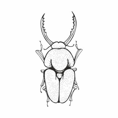 Böceği. Siyah ve beyaz çizim vektör. El çizimi