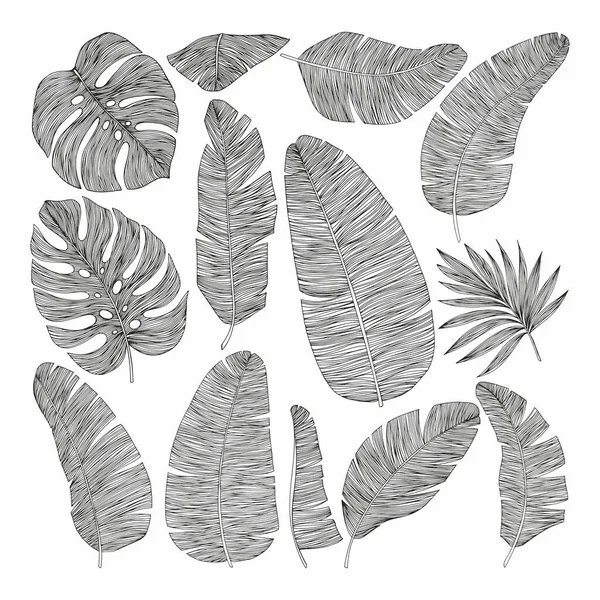 Een Verzameling Tropische Bladeren Vector Illustratie Handtekening — Stockvector