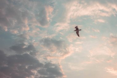 Küçük mavi gökyüzünde kabarık bulutlu martı