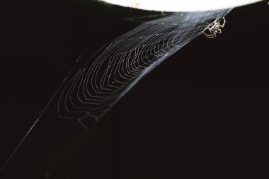 spider and spiderweb on a black background clipart
