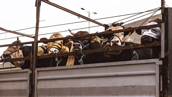우리를 트럭에 젖소들 — 스톡 사진