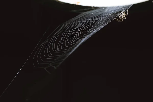 黑色背景上的蜘蛛和蜘蛛网 — 图库照片