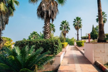 Palmiye ağaçları Rajiv Gandhi Park Udaipur, Hindistan