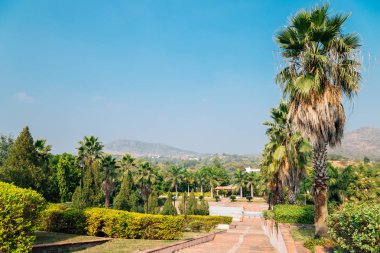 Palmiye ağaçları Rajiv Gandhi Park Udaipur, Hindistan
